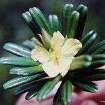 Hibbertia bouletii 花