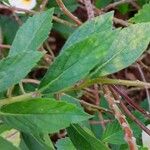 Turnera subulata Feuille