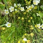 Saxifraga hypnoides Folha