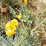 Glaucium flavum Habit