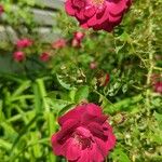 Rosa gallica Blomst