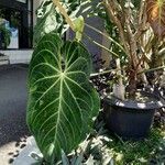 Philodendron gloriosum Blad