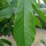 Asimina Triloba (Indianerpapaya)पत्ता