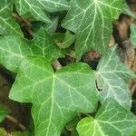 Hedera helixبرگ