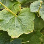 Luffa aegyptiaca Leaf