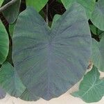 Colocasia esculentaLeaf