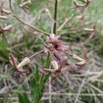 Hesperis tristis Квітка