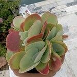 Kalanchoe tetraphylla List