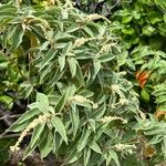 Croton flavens Flower