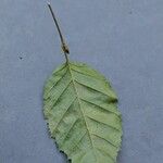 Carpinus orientalis Blad