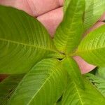 Ludwigia erecta Leaf