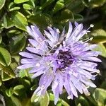 Globularia repens Flor