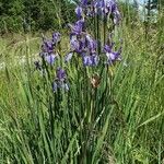 Iris sibirica Blomst