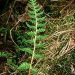 Woodsia ilvensis عادت داشتن