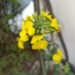 Brassica rapaBlomma