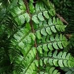 Polystichum makinoi Leaf