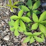 Distimake aegyptius पत्ता
