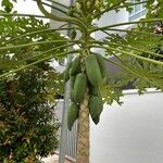 Carica papaya ফল