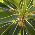 Breonadia salicina Fruit