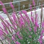 Lythrum virgatum Blüte