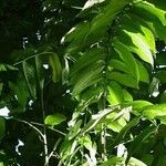 Annona cherimola Leaf