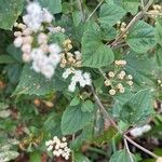 Ageratina adenophoraFlor