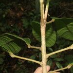 Conchocarpus nicaraguensis Bark