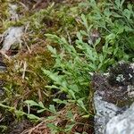 Asplenium x alternifolium 形態