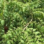 Clausena anisata Leaf