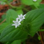 Richardia brasiliensis Blüte