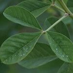 Crotalaria pallida पत्ता