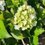 Hydrangea macrophyllaVirág