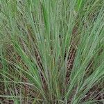Loudetia simplex Leaf