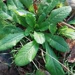 Lactuca virosa Folha