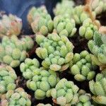Sedum hirsutum Likasa