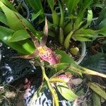 Brassia arachnoidea Цветок