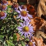 Symphyotrichum novi-belgiiFlor