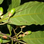 Ocotea dendrodaphne Fruto