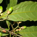 Ocotea dendrodaphne Fruit