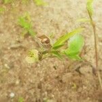 Commelina nigritana Leaf
