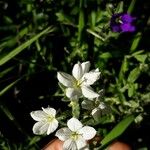 Legousia hybrida Flower