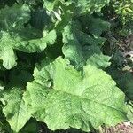 Arctium nemorosum Leaf