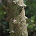 Zanthoxylum heitzii Φλοιός