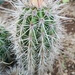 Echinocereus engelmannii Liść