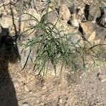 Ceballosia fruticosa Likasa