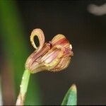 Trigonidium acuminatum Λουλούδι