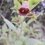Atropa belladonna Fiore
