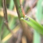 Juncus tenuis Blad