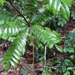 Cnestis corniculata Leaf