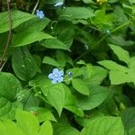 Omphalodes verna Blüte